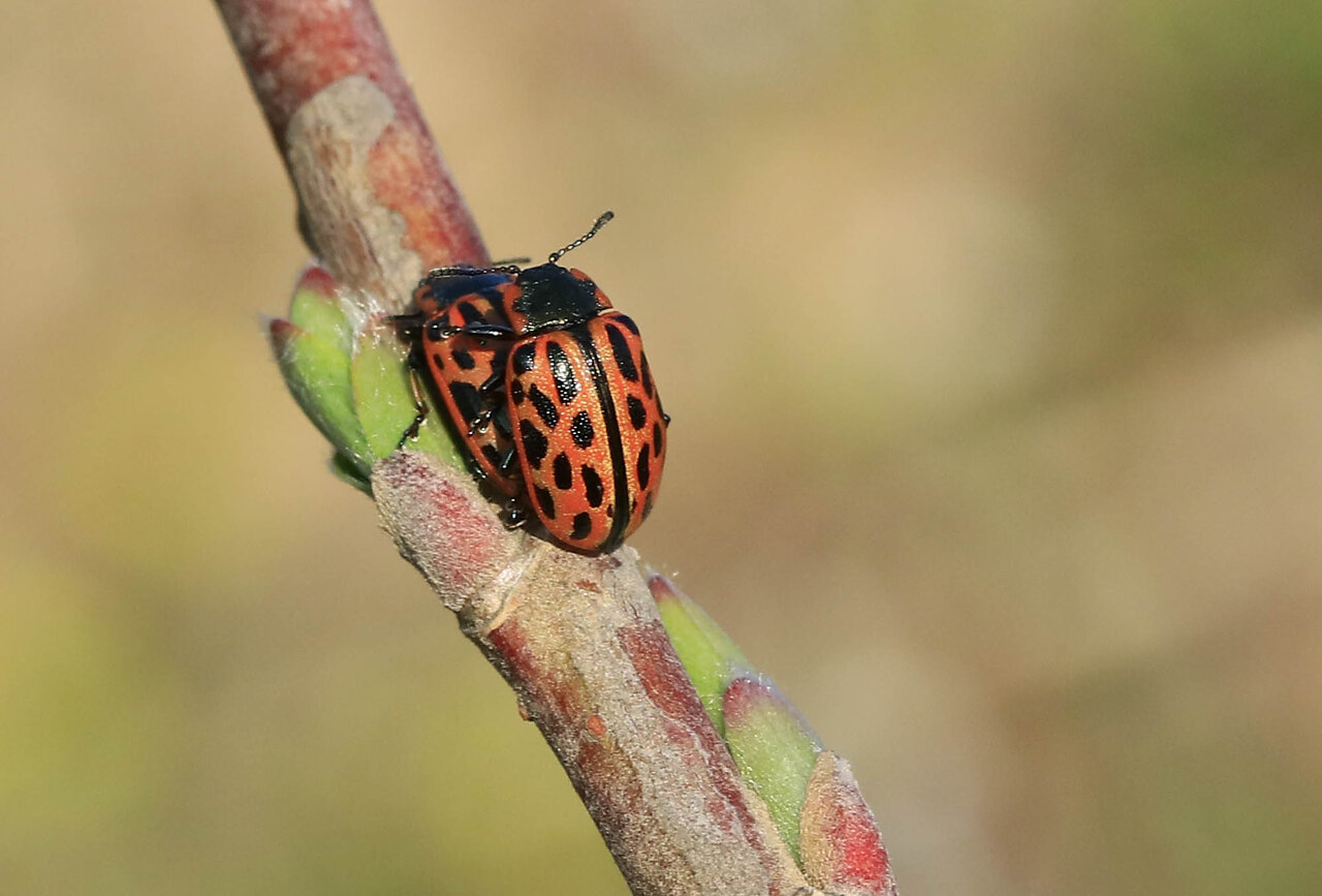 早春に出現 ヤナギハムシ・コガタルリハムシ : こん近のblog