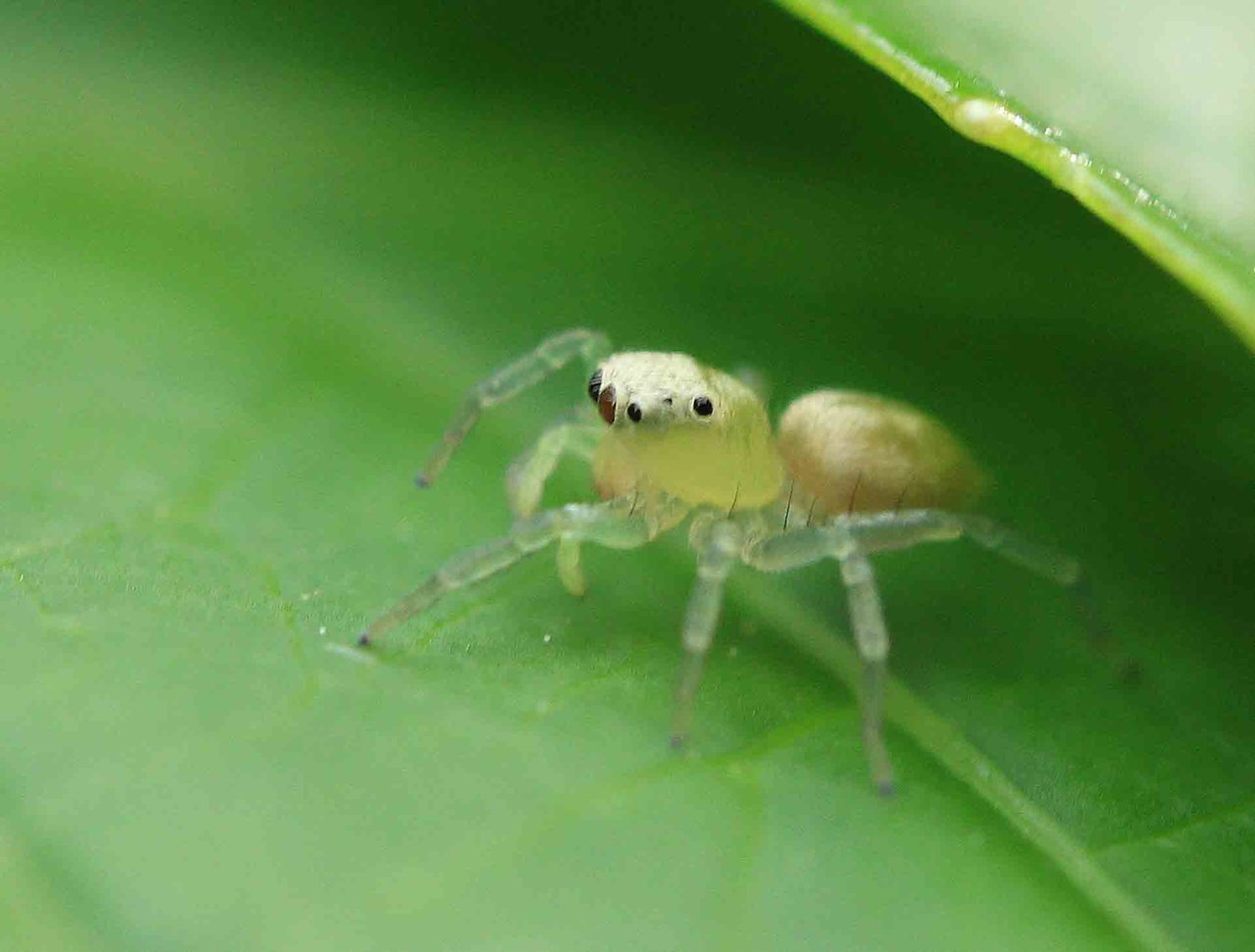 メガネアサヒハエトリ アシブトハエトリ ヤバネハエトリ こん近のblog メガネアサヒハエトリ アシブトハエトリ ヤバネハエトリ こん近のblog