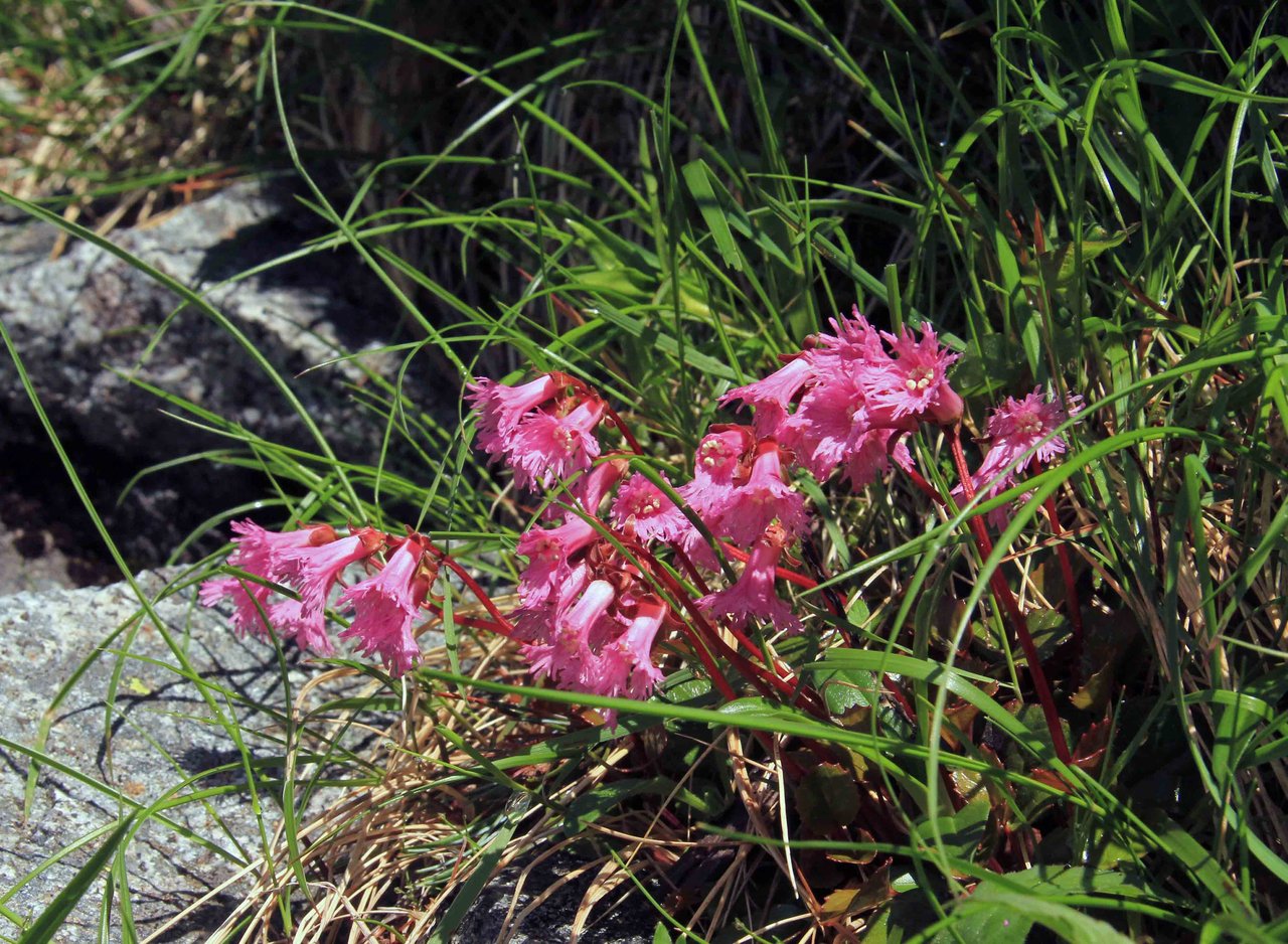 駒ヶ岳 初夏の花 コイワカガミほか こん近のblog