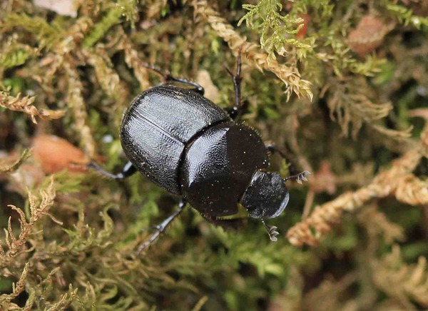フトカドエンマコガネ・クロマルエンマコガネ・ウスチャコガネ