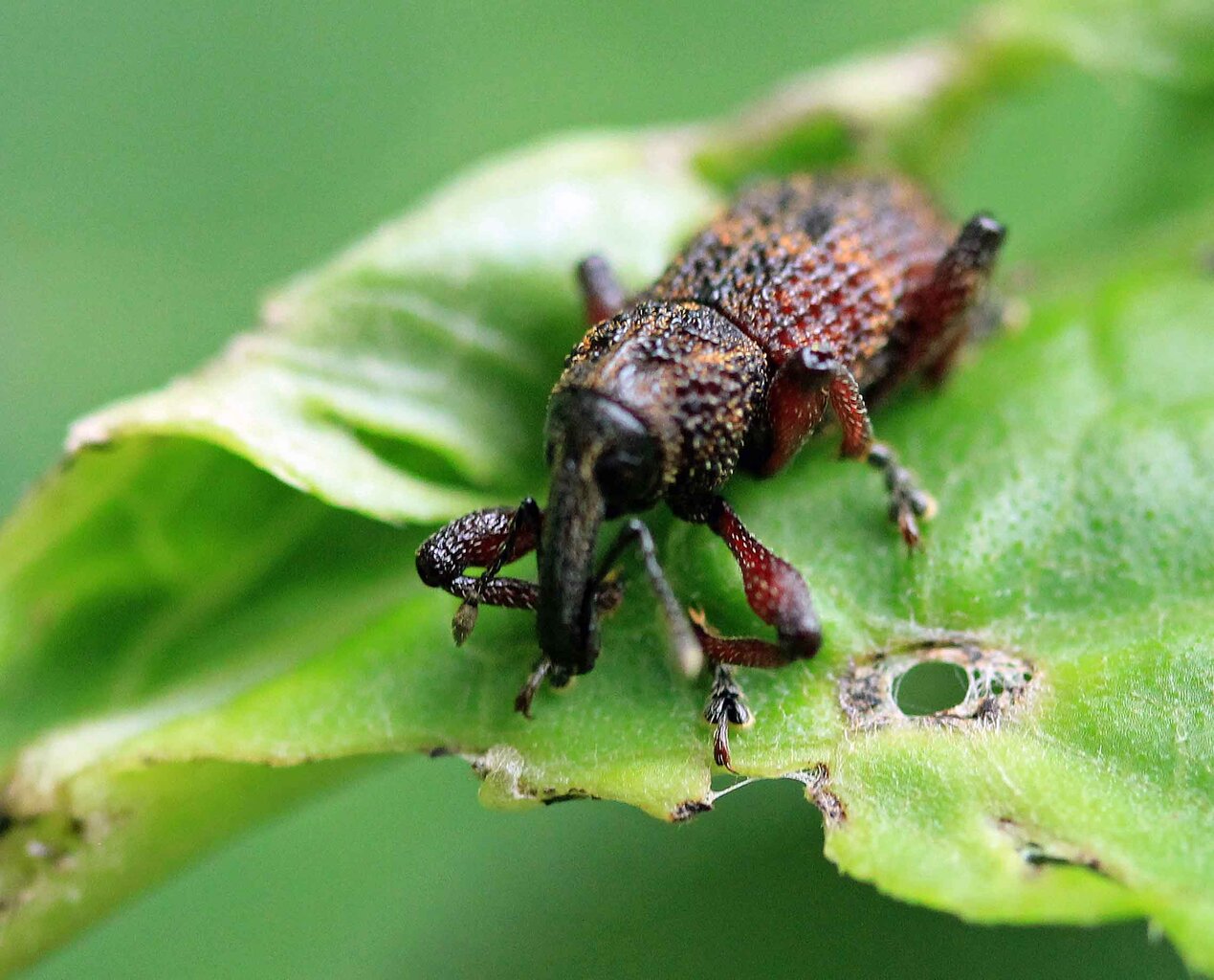 タマゴゾウムシ オオタコゾウムシ こん近のblog