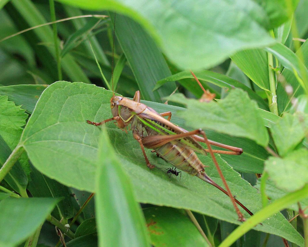 鳴く虫 ヤブキリ ニシキリギリス こん近のblog