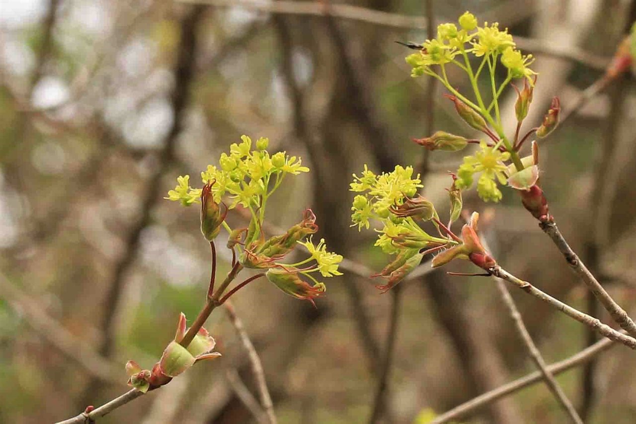 春の樹木 イタヤカエデ クロモジ フサザクラなど こん近のblog
