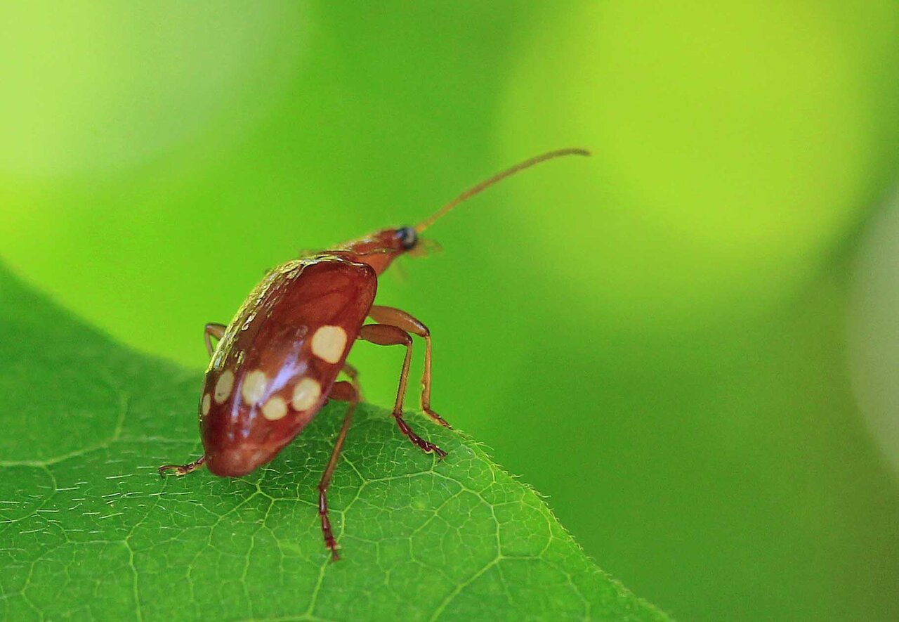 赤い体色ヤホシゴミムシ・ヨツボシオオキスイ・ヨツボシケシキスイ