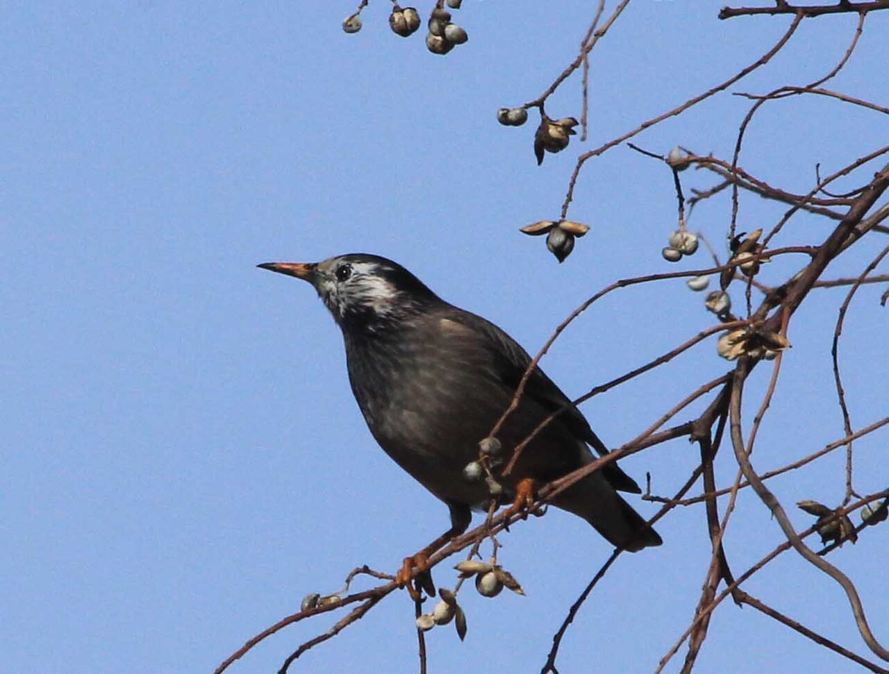 冬鳥ウオッチング ムクドリ ツグミ コゲラ イソシギ こん近のblog