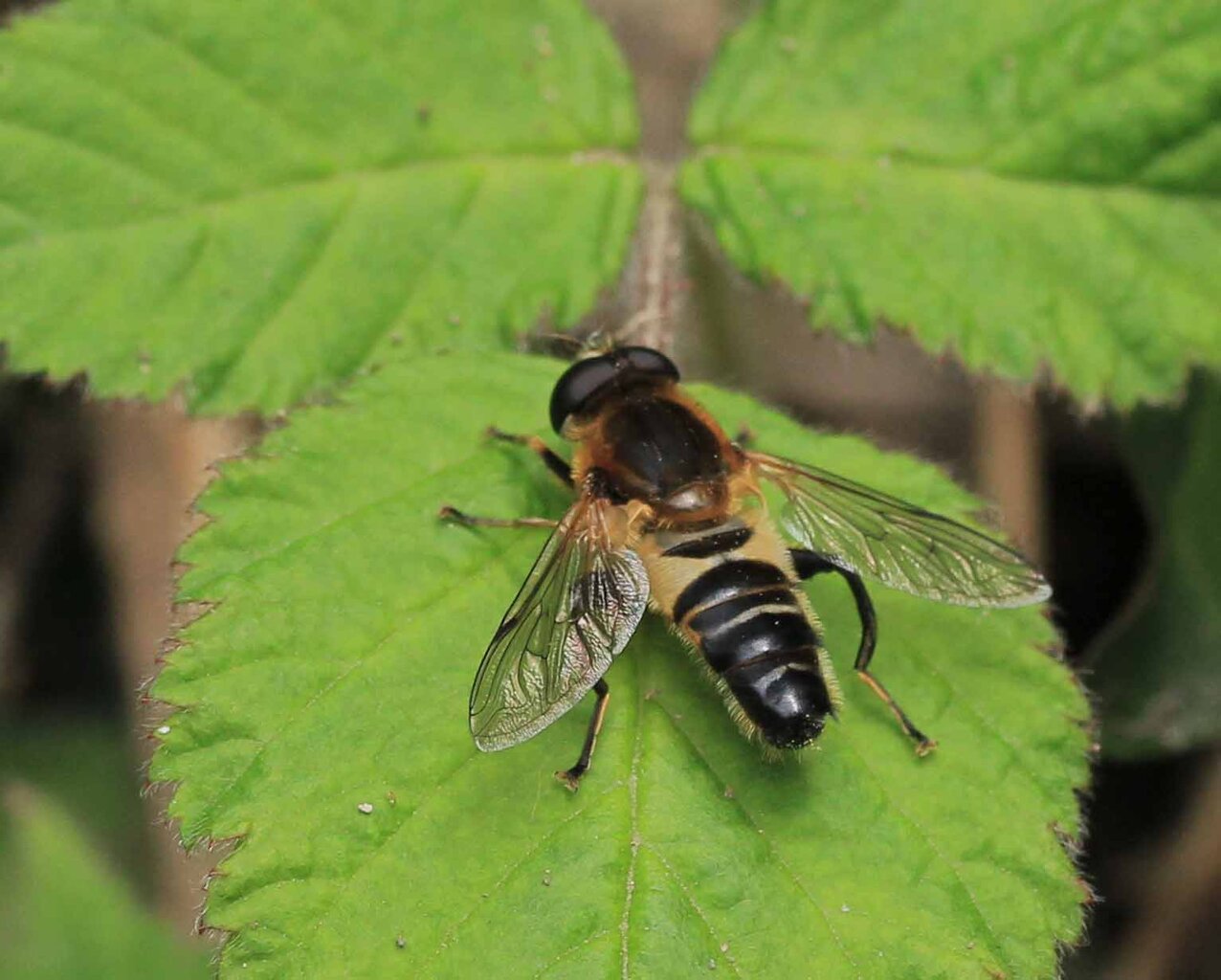 花を求めて アシブトハナアブ こん近のblog