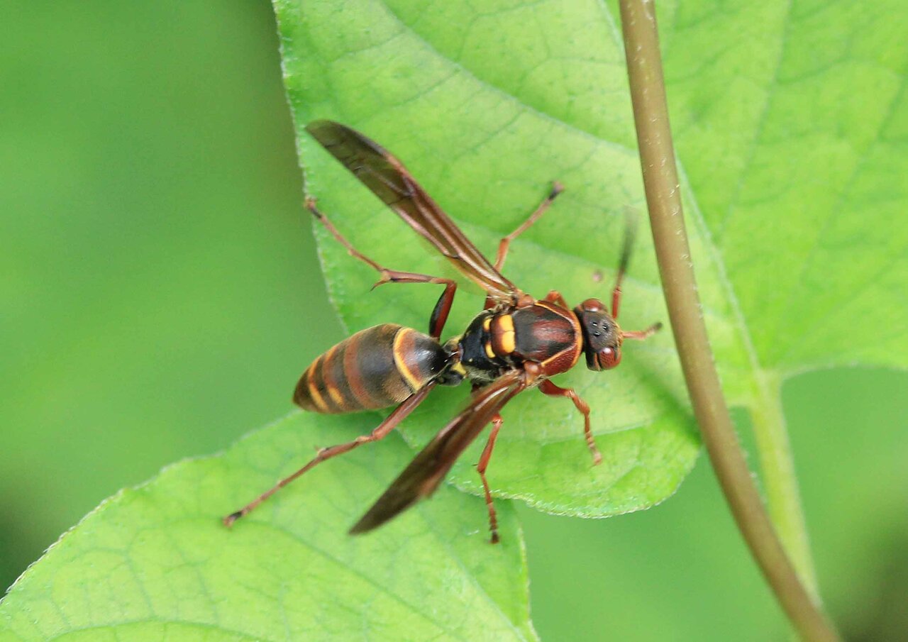 攻撃性が強い ヒメスズメバチ コアシナガバチ セグロアシナガバチ こん近のblog