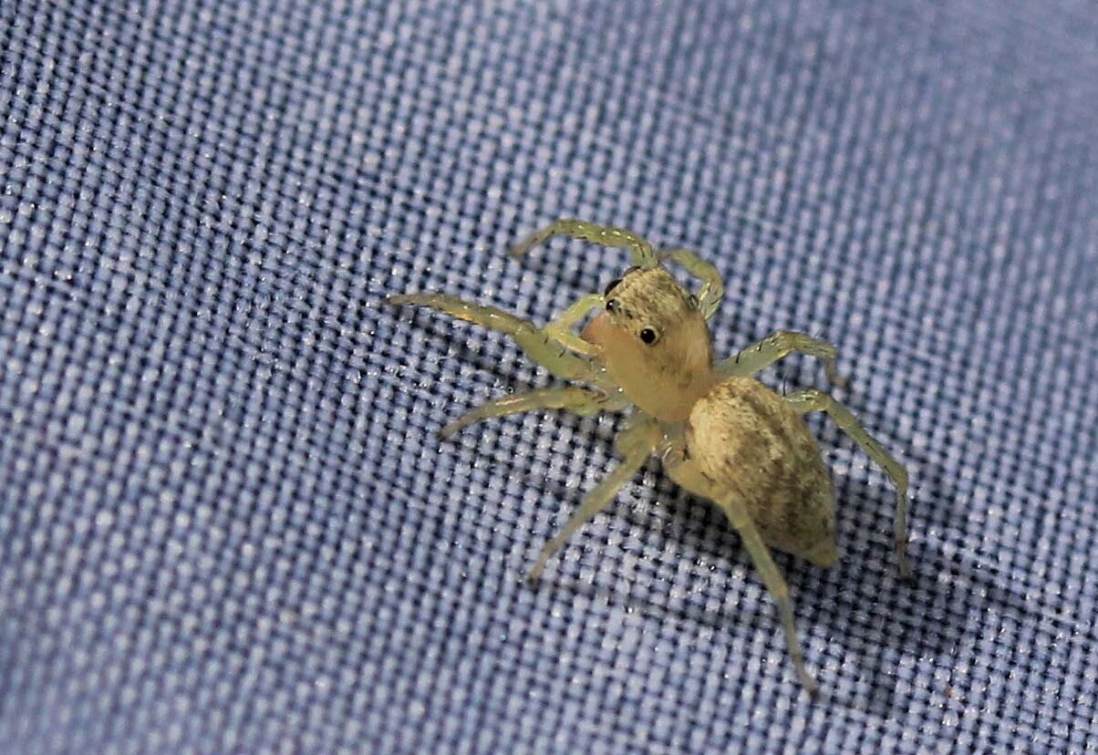 小さな益虫 メガネアサヒハエトリ シラホシコゲチャハエトリ こん近のblog
