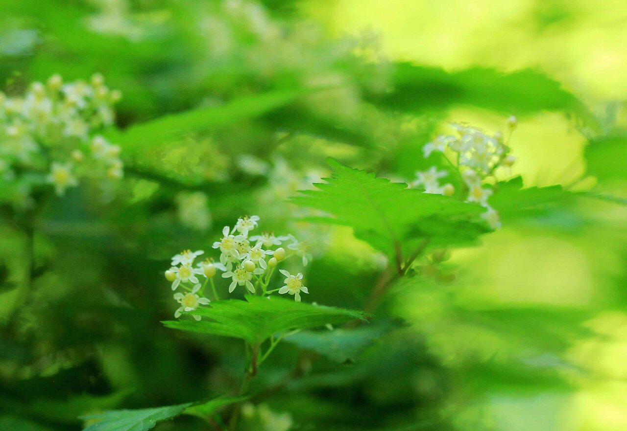 大山山麓に咲く コゴメウツギ サワフタギ スノキ ヤブデマリ ツルアジサイ こん近のblog