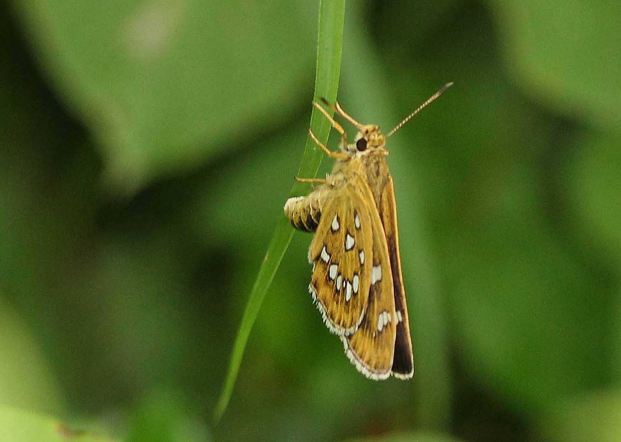 ホソバセセリ チャバネセセリ ダイミョウセセリ こん近のblog