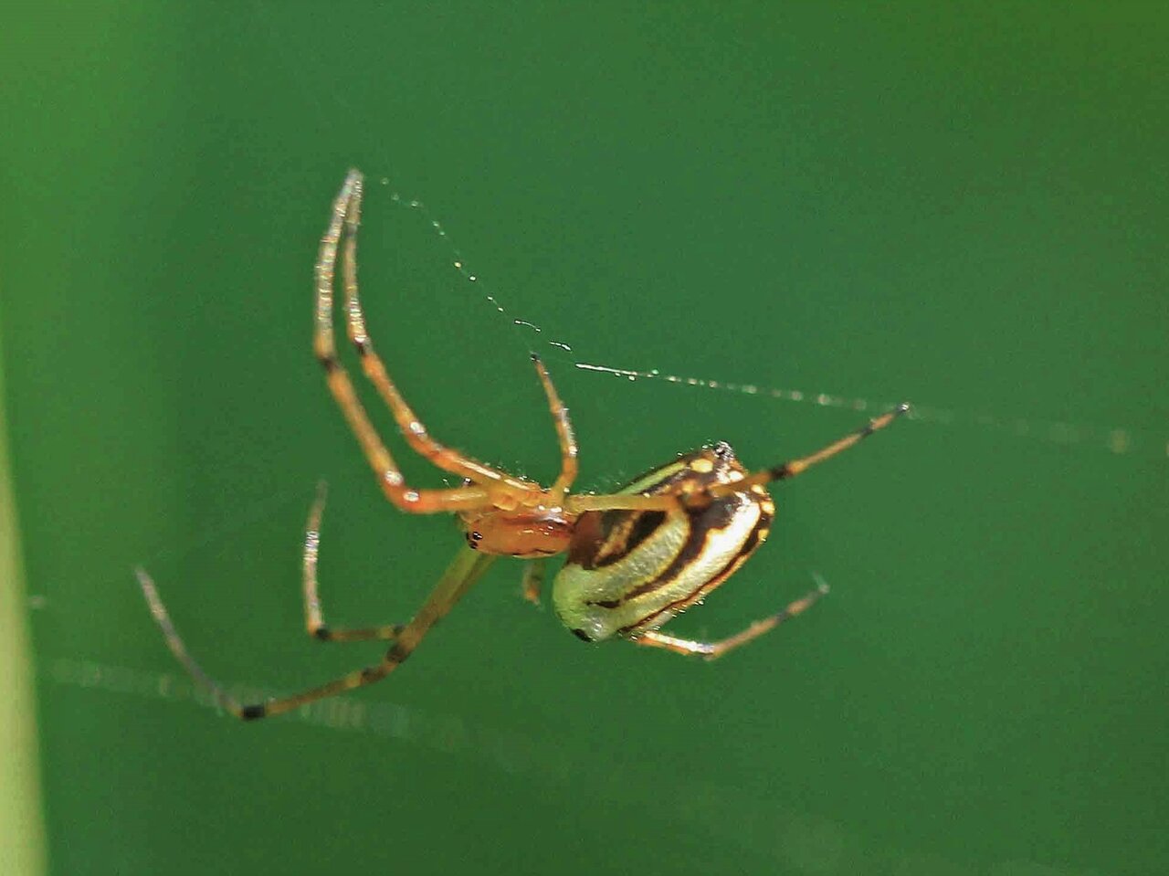 オオシロカネグモ チュウガタシロカネグモ コシロカネグモ こん近のblog