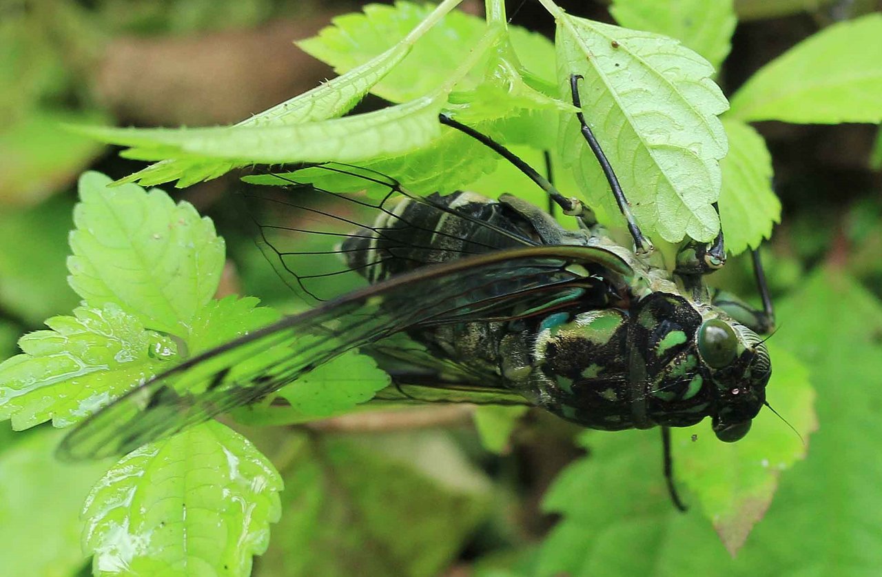 シロオビアワフキ ツクツクボウシ ミンミンゼミ アブラゼミ こん近のblog