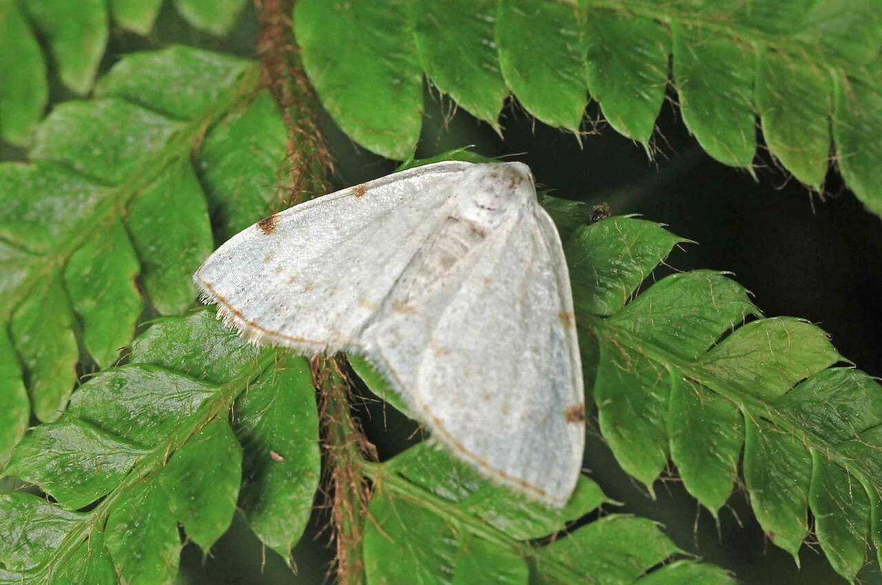 オオアヤシャク フタホシシロエダシャク ツマジロエダシャク ベニスジヒメシャクの仲間 こん近のblog