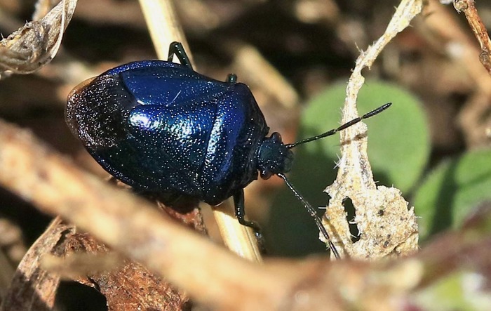 ルリクチブトカメムシ・チャバネアオカメムシ・シロヘリカメムシ・キ