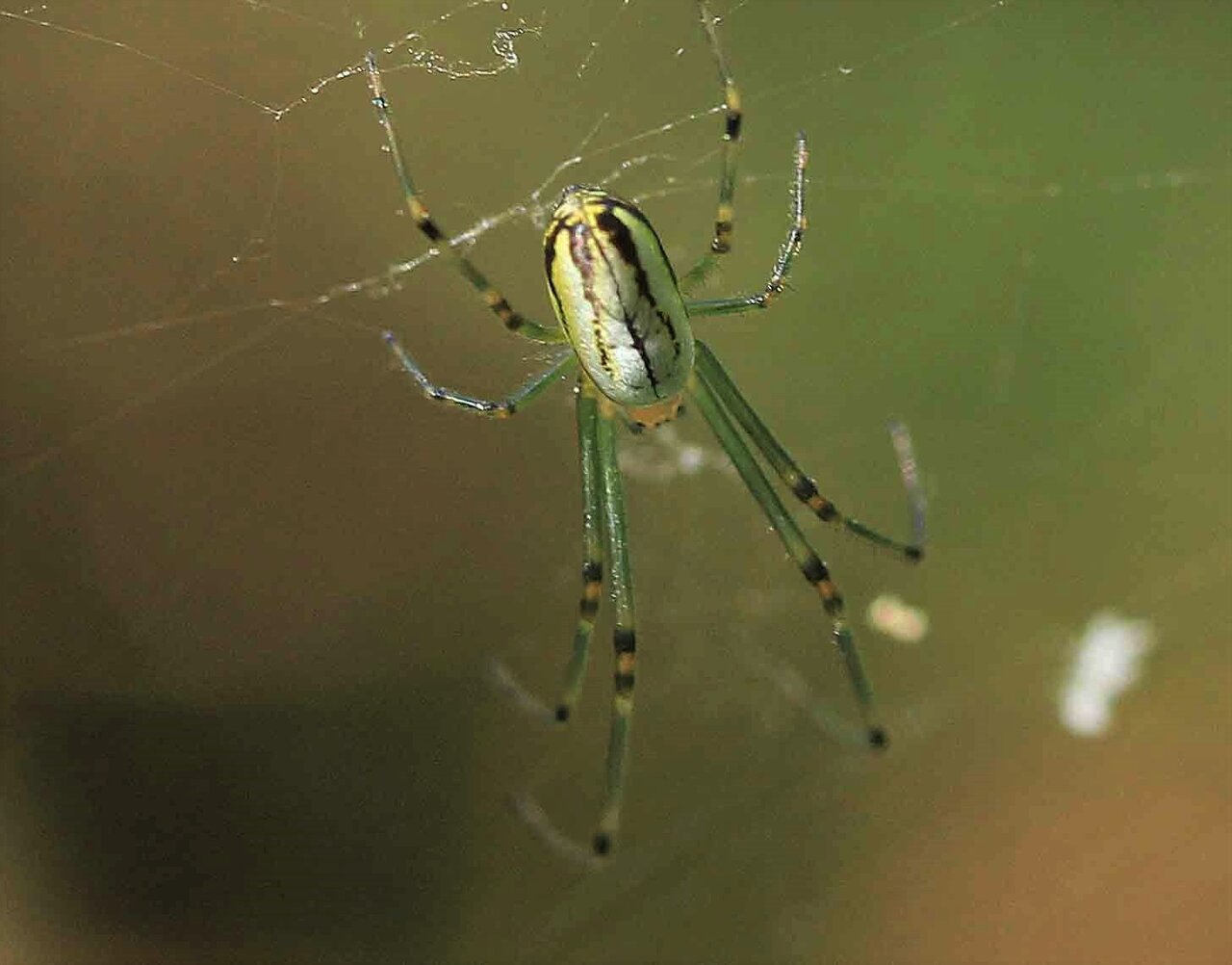 オオシロカネグモ チュウガタシロカネグモ コシロカネグモ こん近のblog