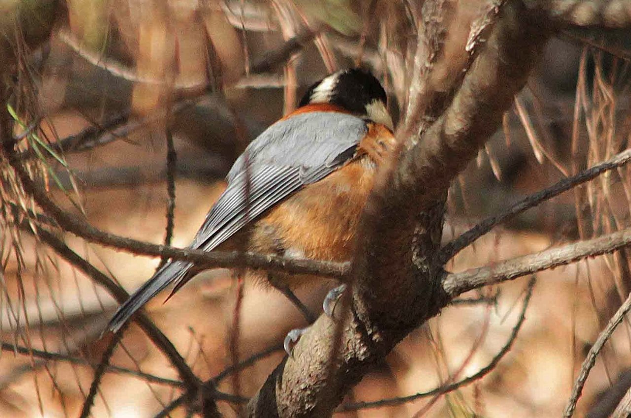 ルリビタキ ホオジロ ヤマガラ シジュウカラ こん近のblog