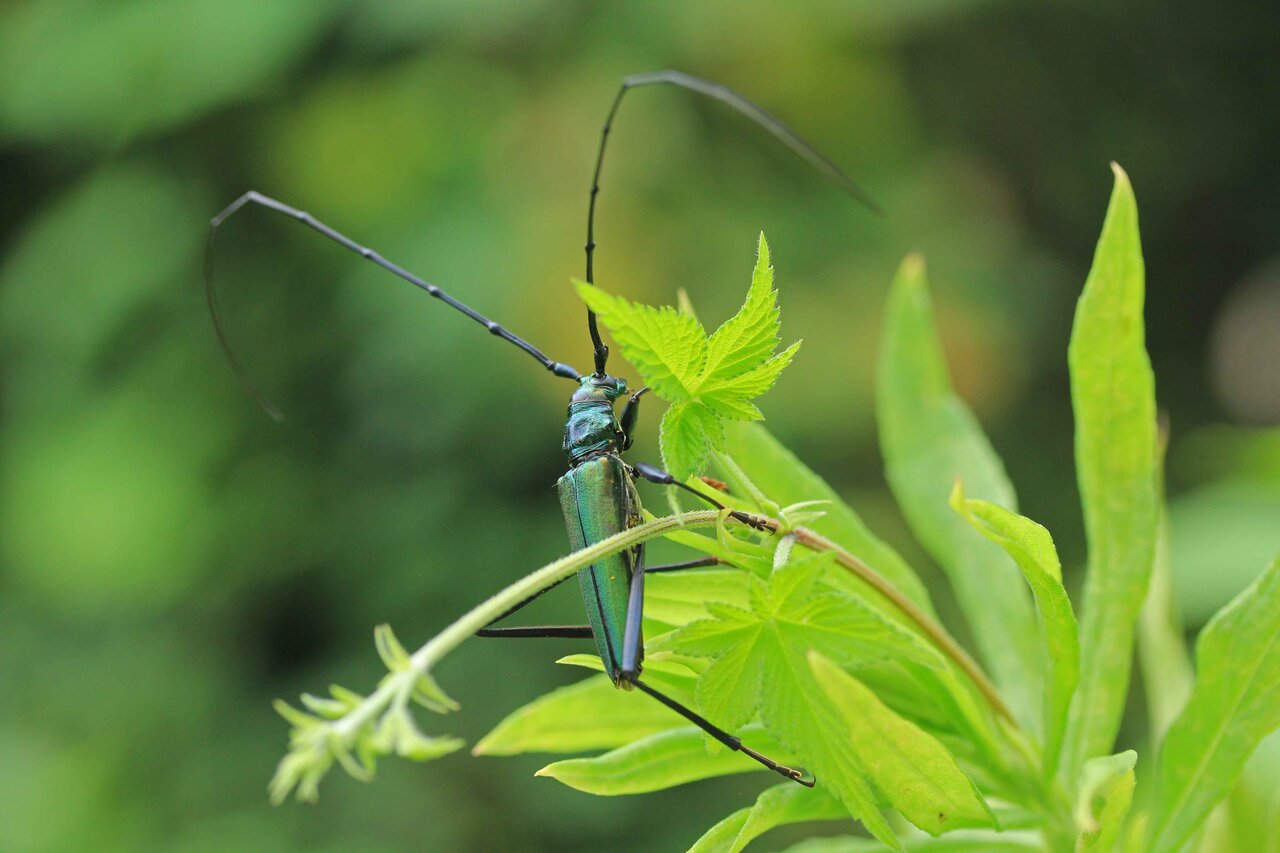 オオアオカミキリ・ヒメヒゲナガカミキリ・ナガゴマフカミキリ