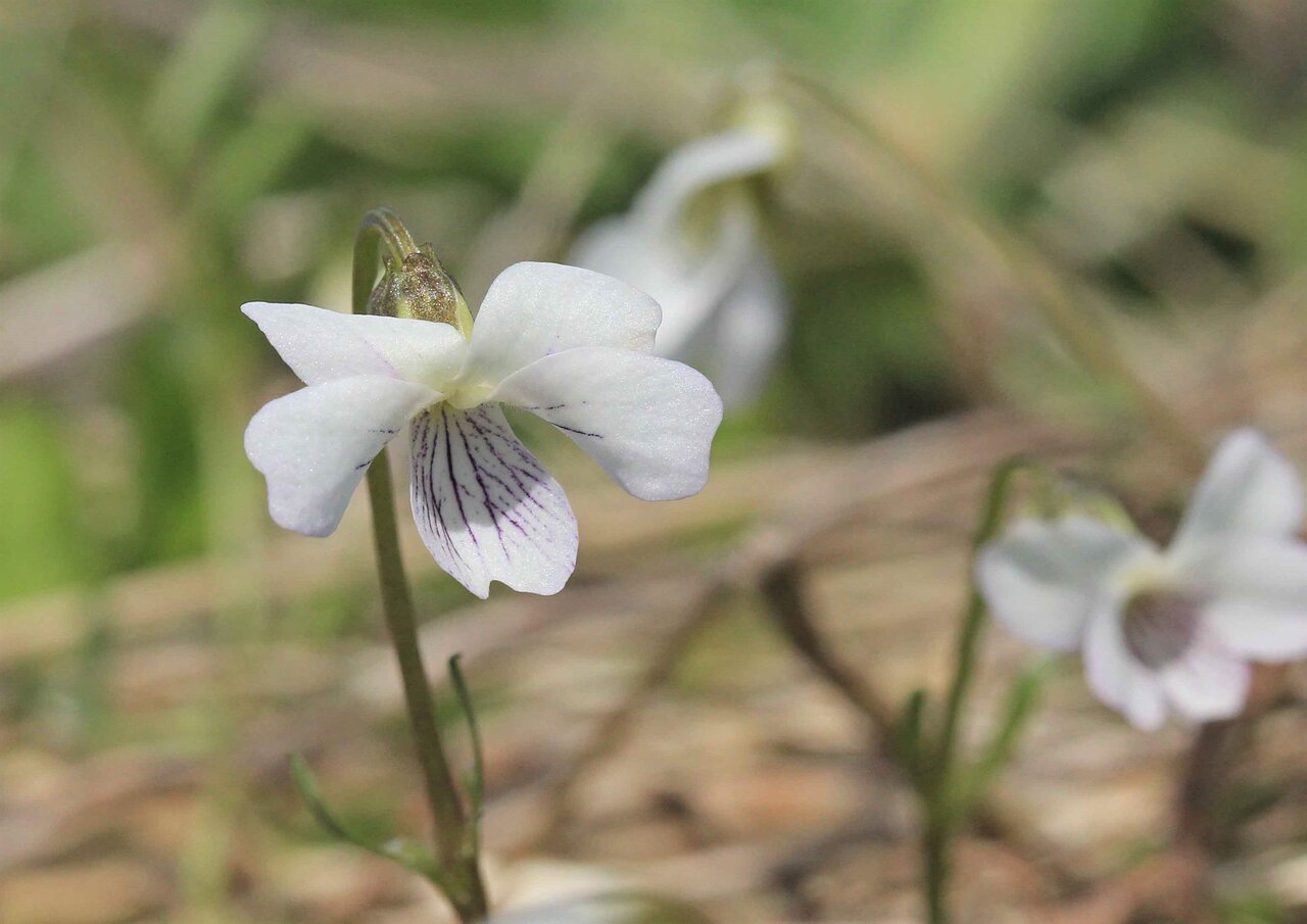 春の野花 ニョイスミレ アリアケスミレ キランソウ こん近のblog