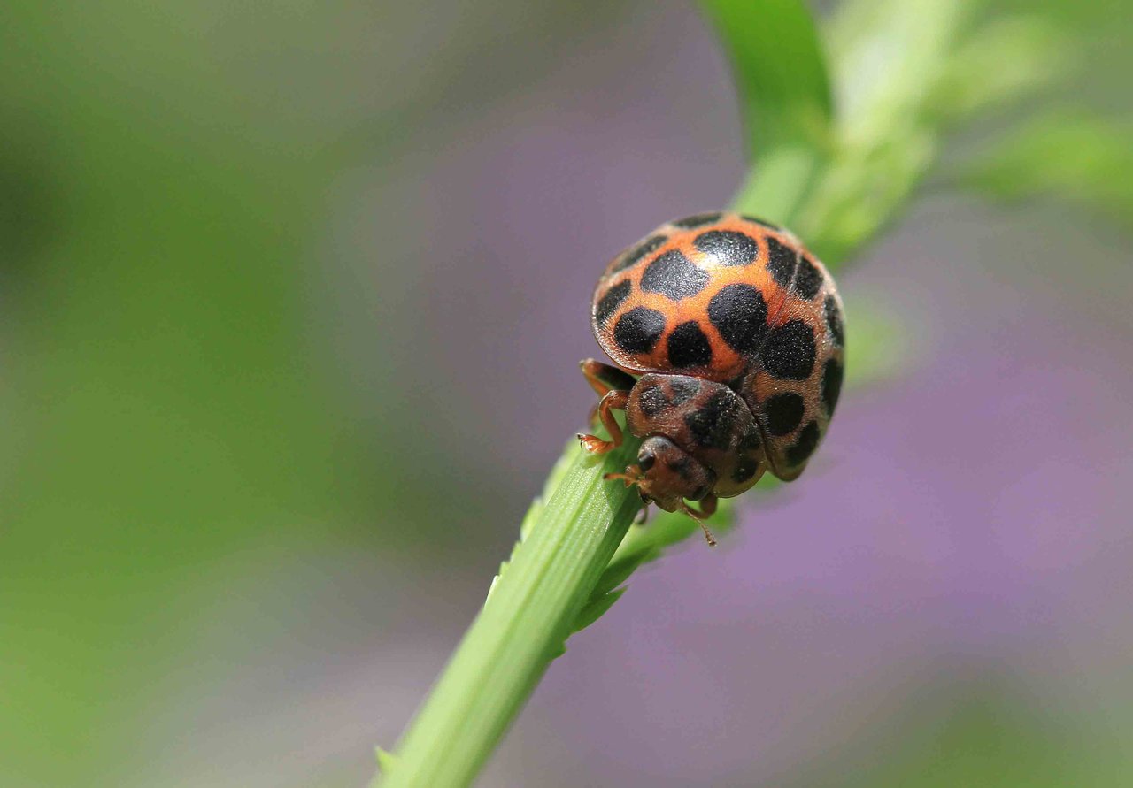 カメノコテントウ マダラテントウ仲間 ヒメカノコテントウ ナミテントウ こん近のblog
