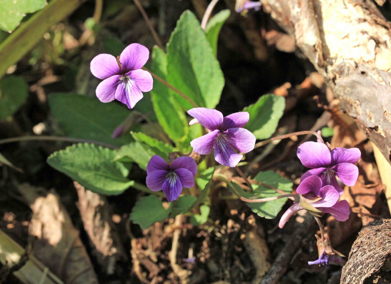 シロバナスミレサイシン オカスミレ ヒゴスミレ こん近のblog