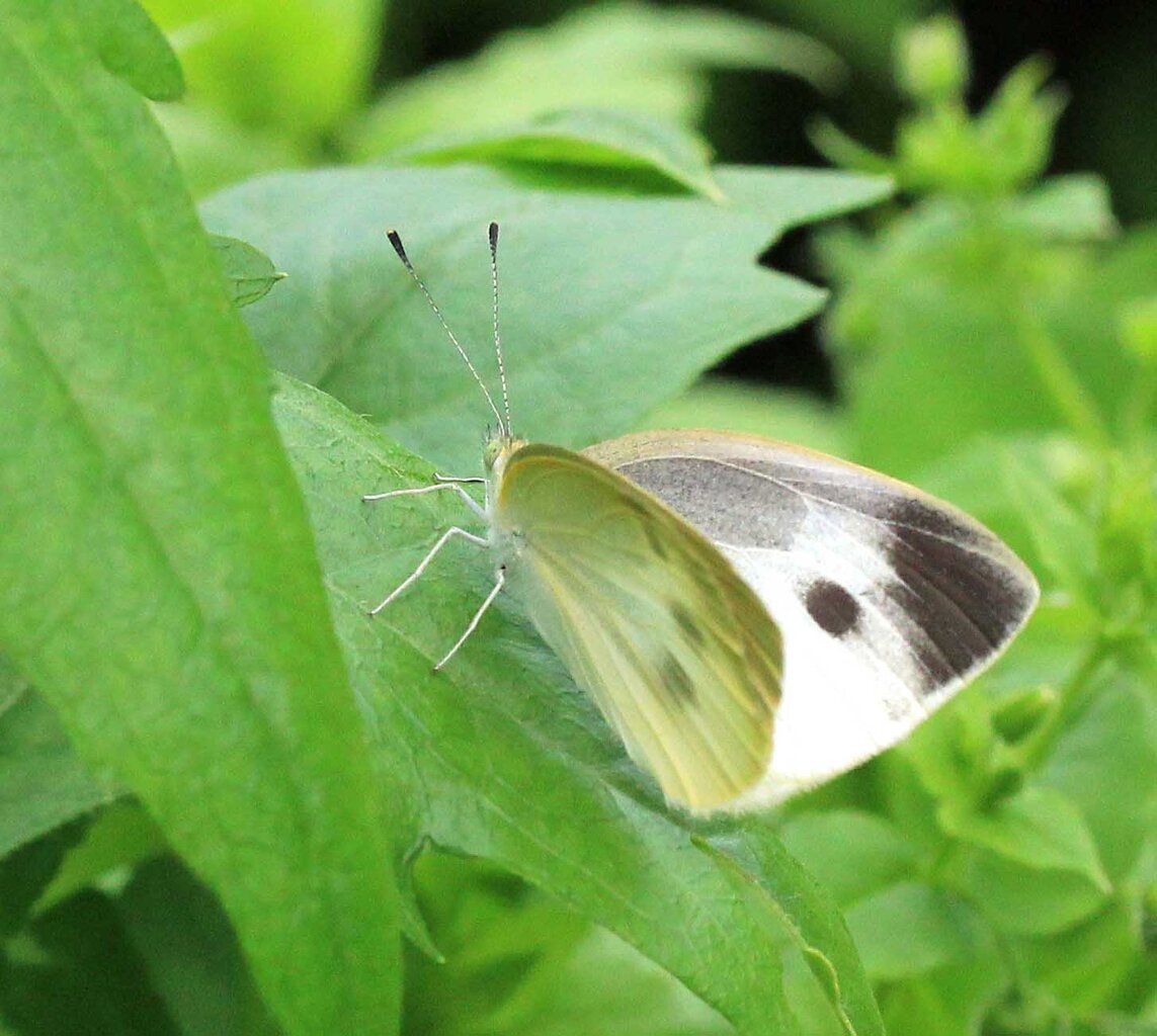 昆虫 こん近のblog