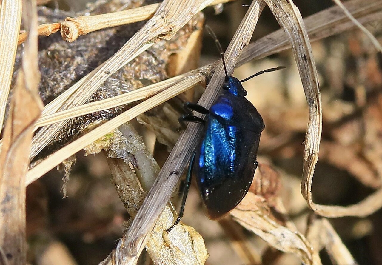 ルリクチブトカメムシ・チャバネアオカメムシ・シロヘリカメムシ・キ