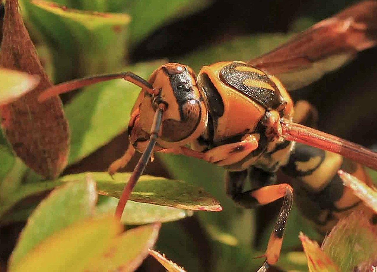 スズメバチ科 キアシナガバチ セグロアシナガバチ こん近のblog