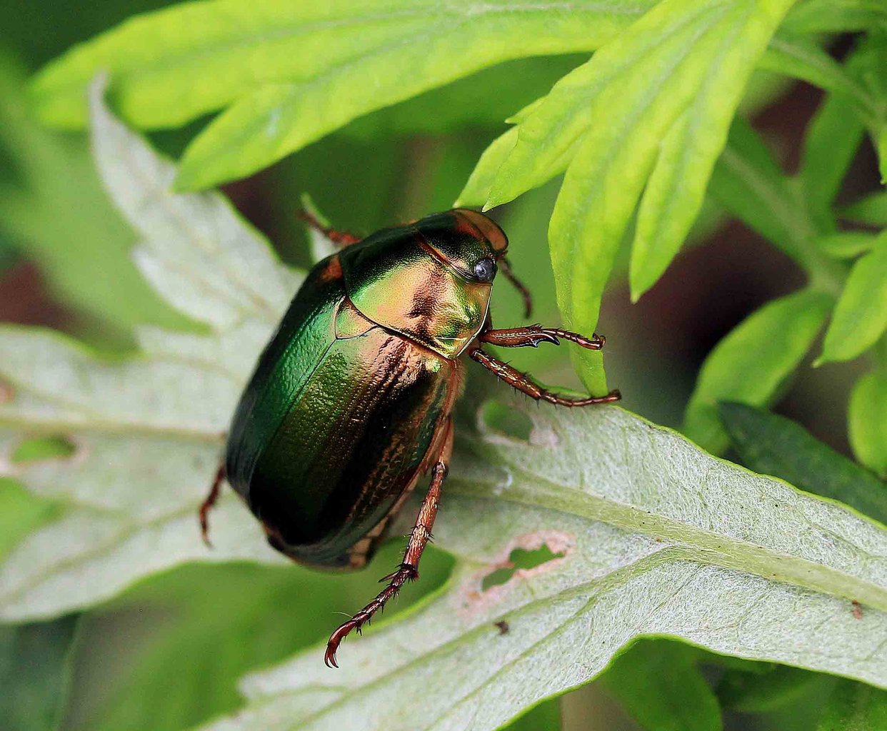 クロコガネ アオドウガネ ヒメスジコガネ こん近のblog