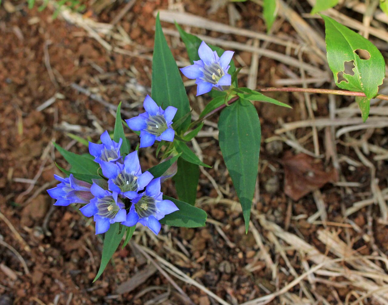 秋の香り センブリ リンドウ キッコウハグマ ツワブキ コウヤボウキ こん近のblog