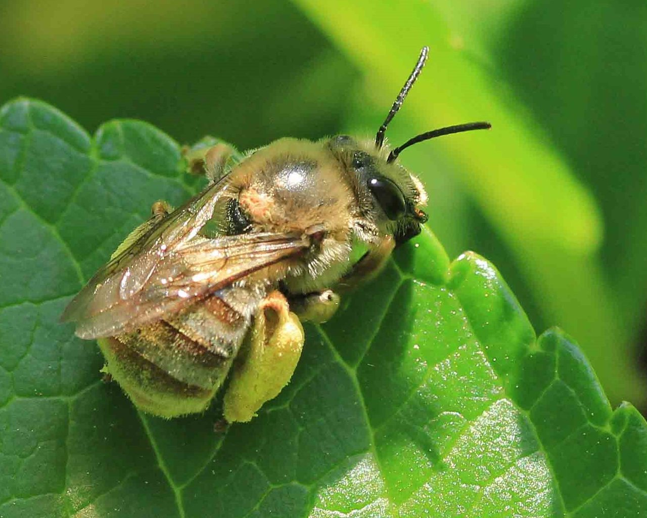 ミツクリヒゲナガハナバチ コハナバチ科 こん近のblog