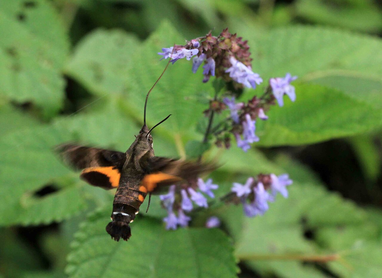 ハチに見えるホシホウジャク 輝くクロマイコモドキ こん近のblog