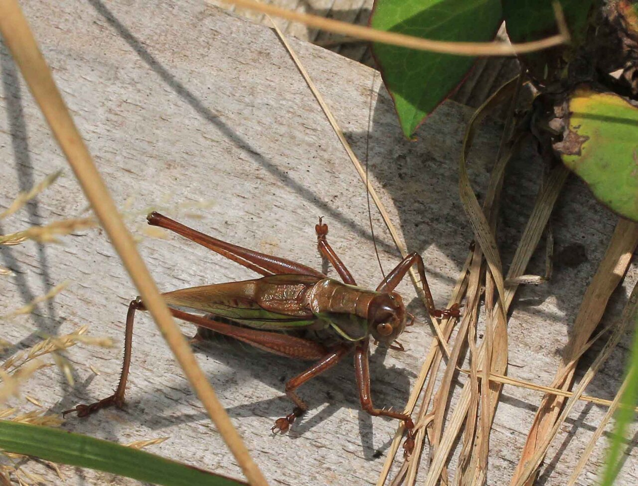 鳴く虫 ヤブキリ ニシキリギリス こん近のblog