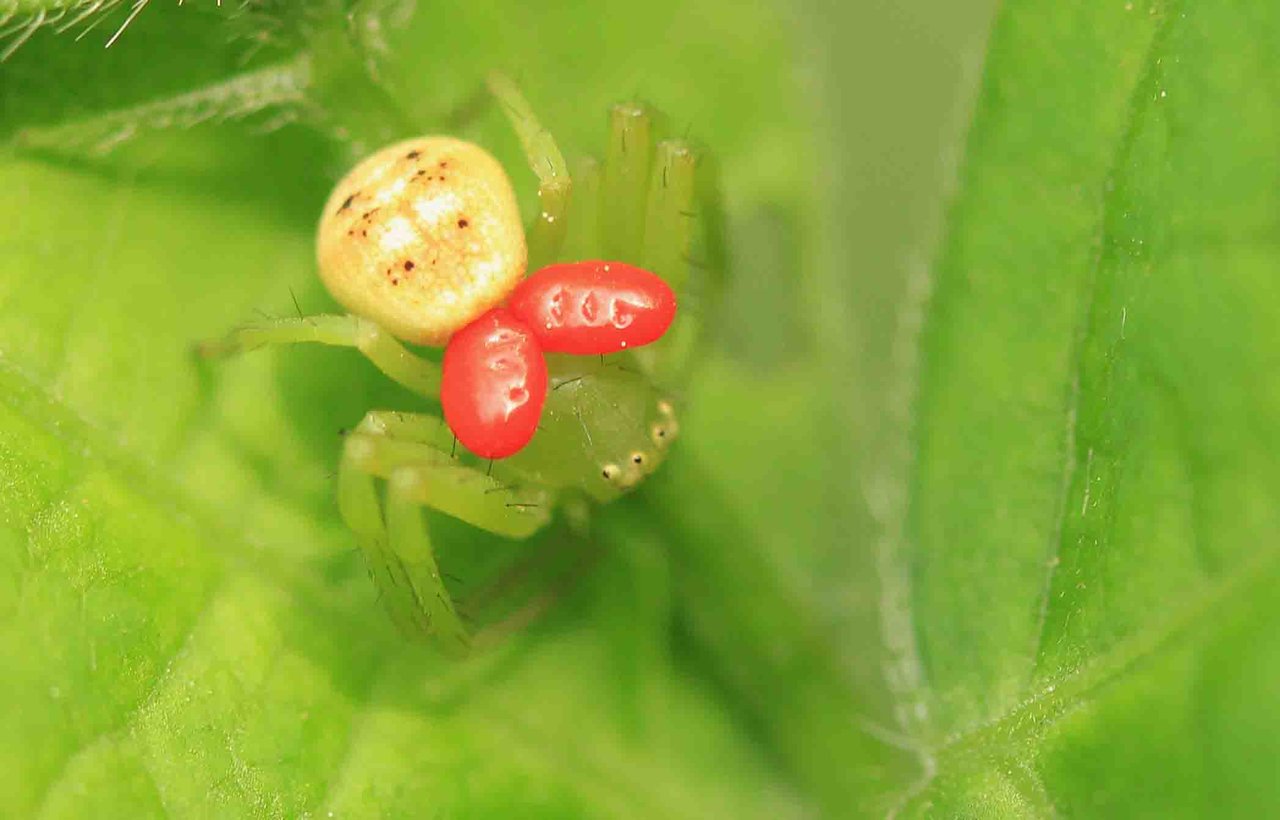 コハナグモ こん近のblog コハナグモ こん近のblog