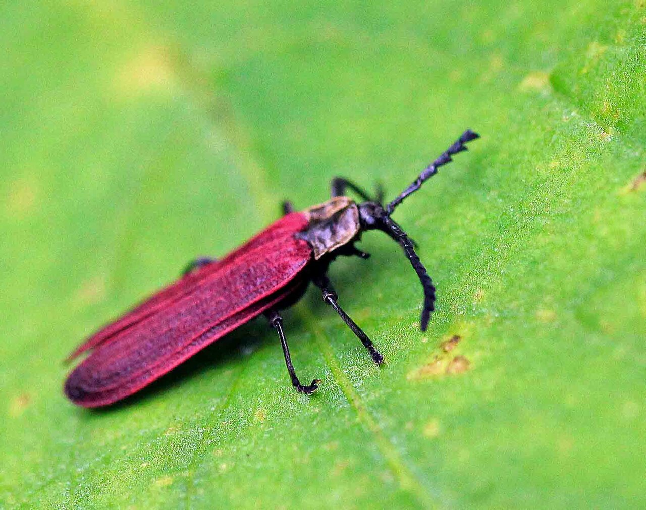 昼行性のベニボタル オバボタル こん近のblog