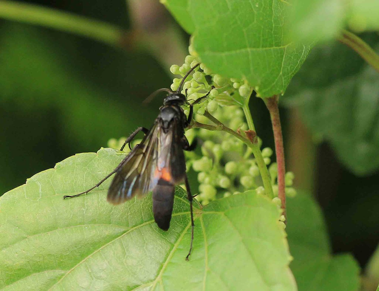 オオモンクロベッコウ ベッコウクモバチ こん近のblog