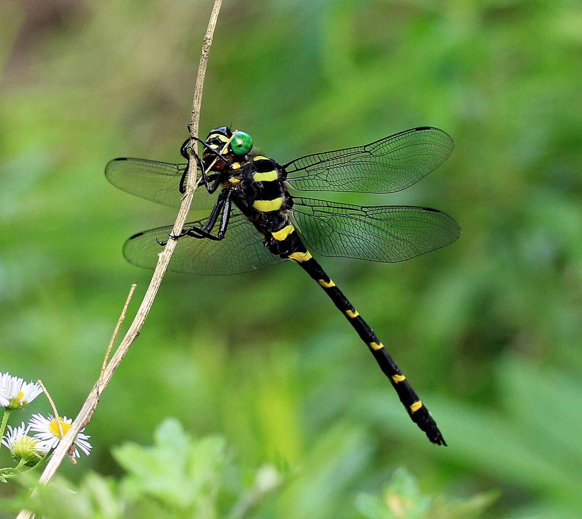 最大のトンボ オニヤンマ 湿地の看板娘ハラビロトンボ こん近のblog