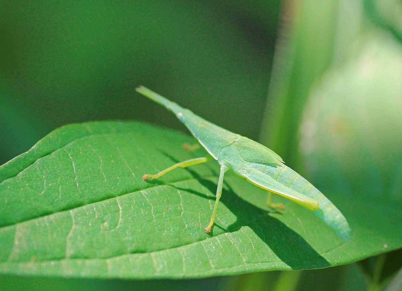 ショウリョウバッタ オンブバッタ こん近のblog