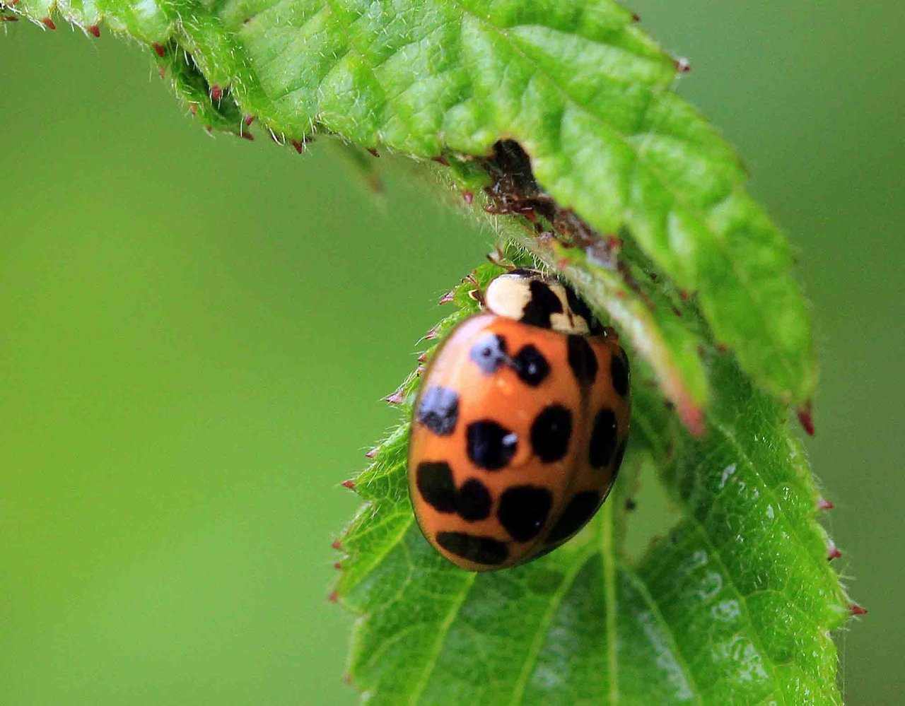 ヤマトアザミテントウ ニジュウヤホシテントウ ヒメカノコテントウ ヒメアカホシテントウほか こん近のblog