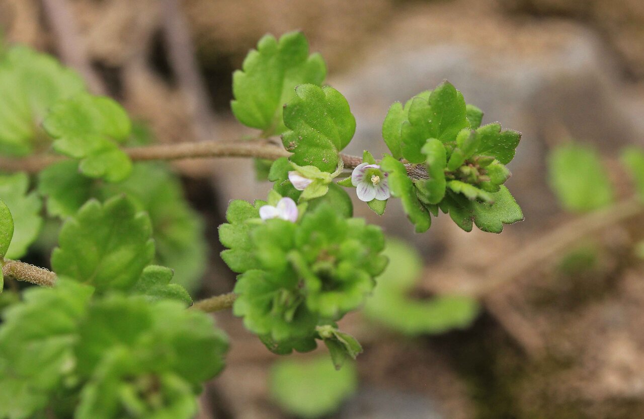 オオイヌノフグリ＊ナズナ＊キュウリグサ＊シジミチョウ♡植物画