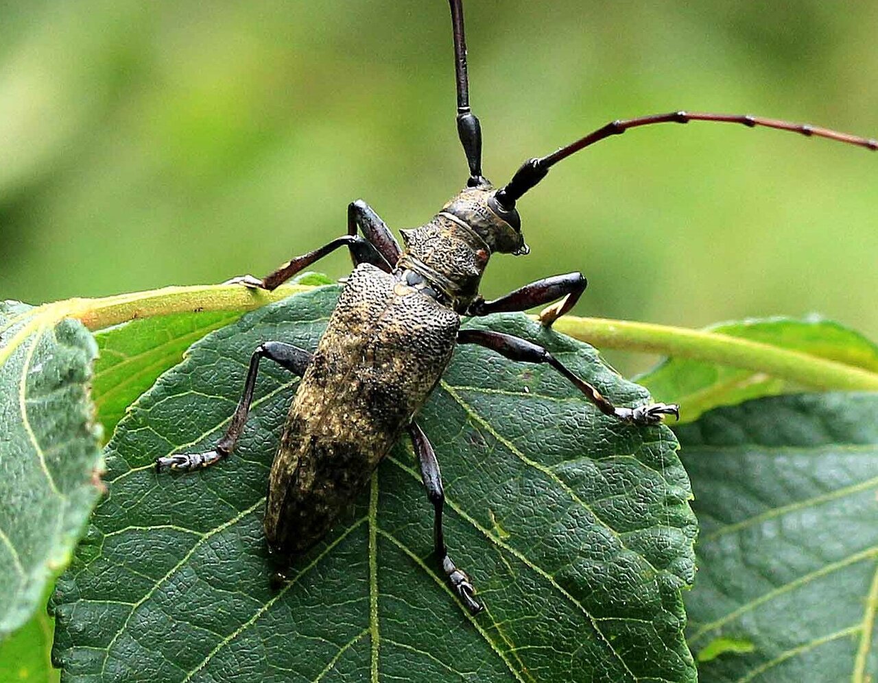 センノカミキリ トガリシロオビサビカミキリ ゴマダラカミキリ キクビカミキリモドキ こん近のblog