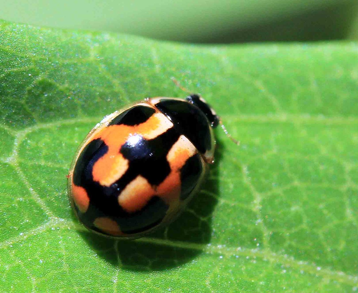 カメノコテントウ マダラテントウ仲間 ヒメカノコテントウ ナミテントウ こん近のblog