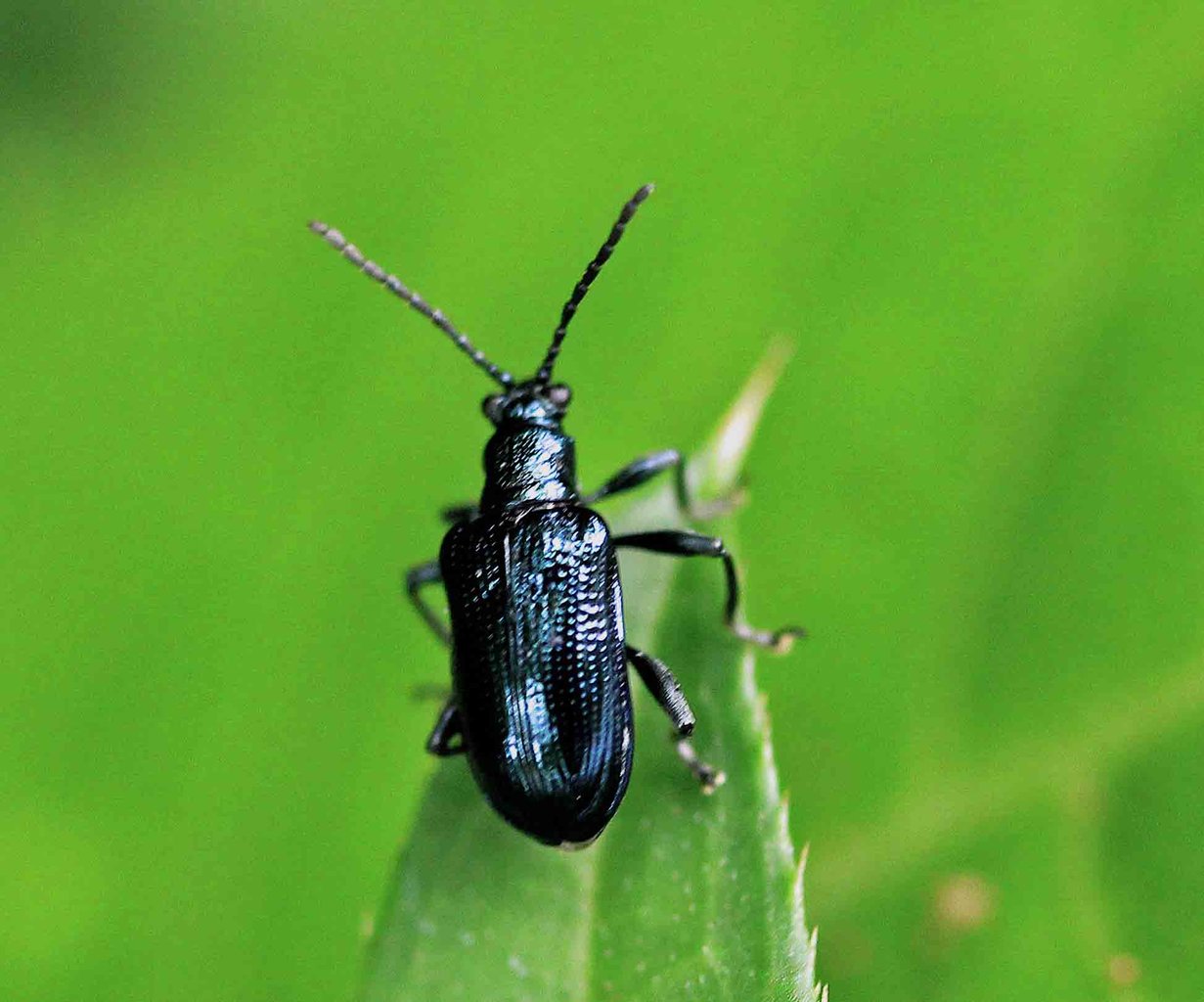 こん近のblogルリクビボソハムシ・バラルリツツハムシ・コガタルリハムシコメント こん近 山野遊々