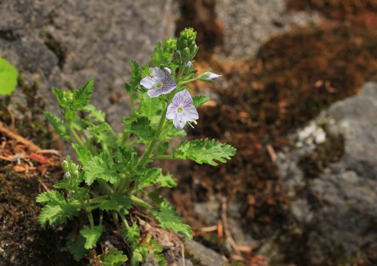 大山山麓に咲く ダイセンクワガタ ダイセンオダマキ ルイヨウショウマ ミヤコアオイ ダイセンキスミレ果実 こん近のblog