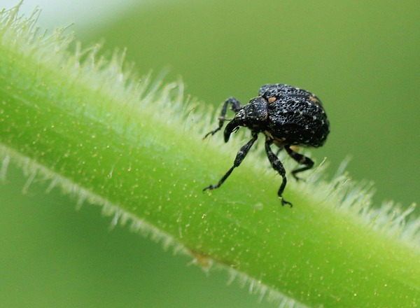 クロタマゾウムシ クロナガハナゾウムシ コフキゾウムシ キスジアシナガゾウムシ こん近のblog