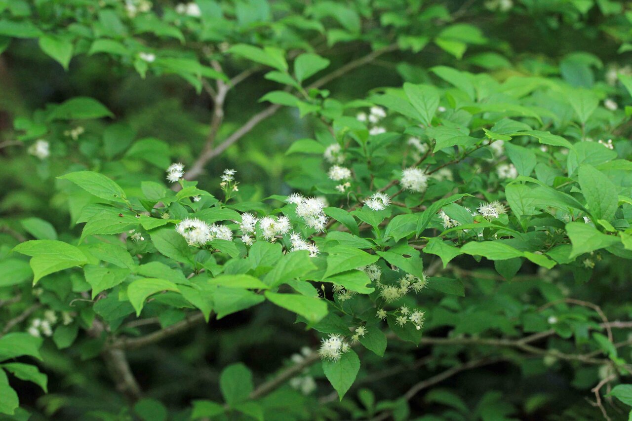 大山山麓に咲く コゴメウツギ サワフタギ スノキ ヤブデマリ ツルアジサイ こん近のblog