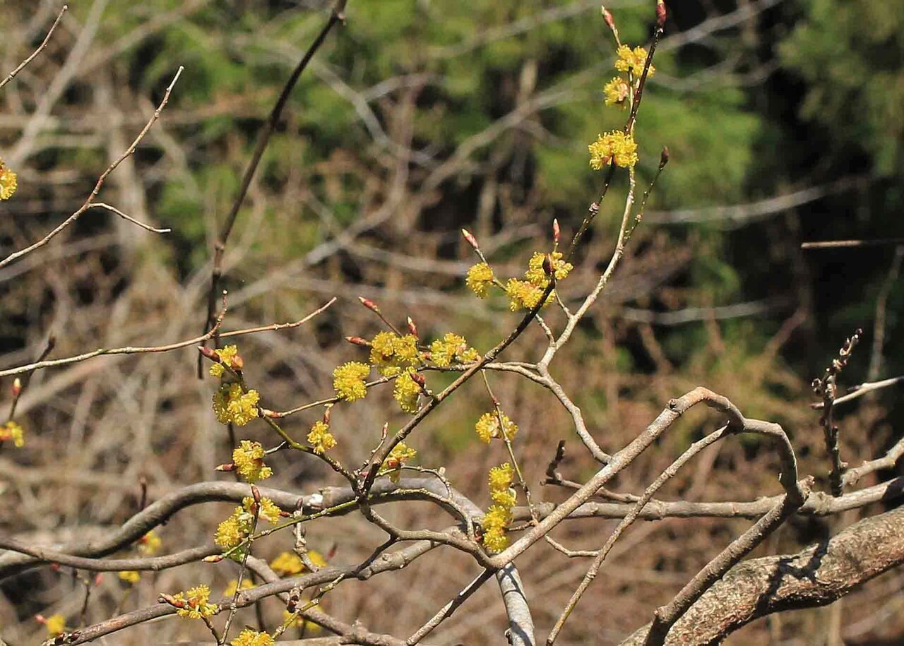 コバノミツバツツジ ダンコウバイ アブラチャン ニワトコ シキミ こん近のblog