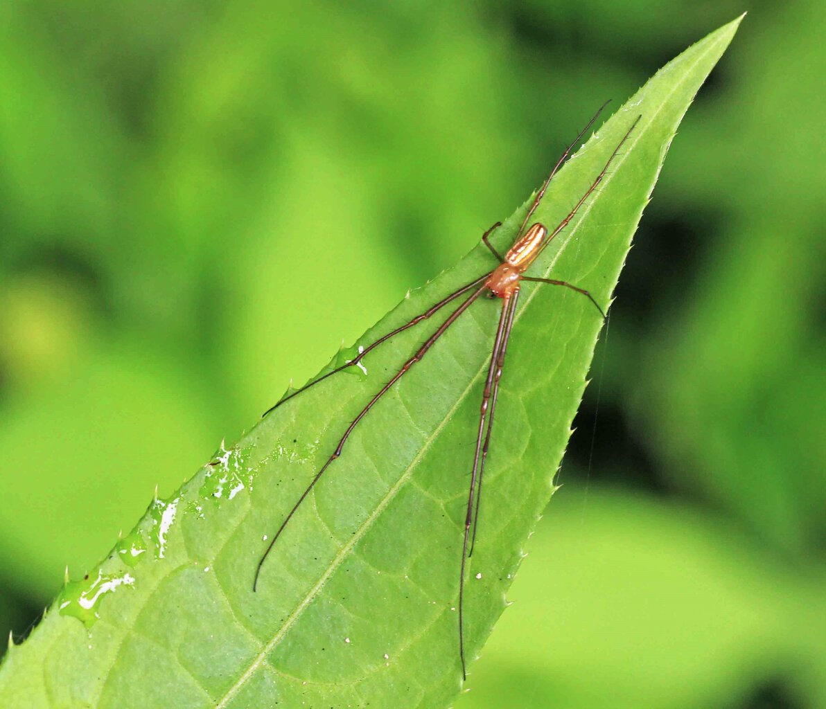 脚の長い コシロカネグモ チュウガタシロカネグモ オオシロカネグモ こん近のblog