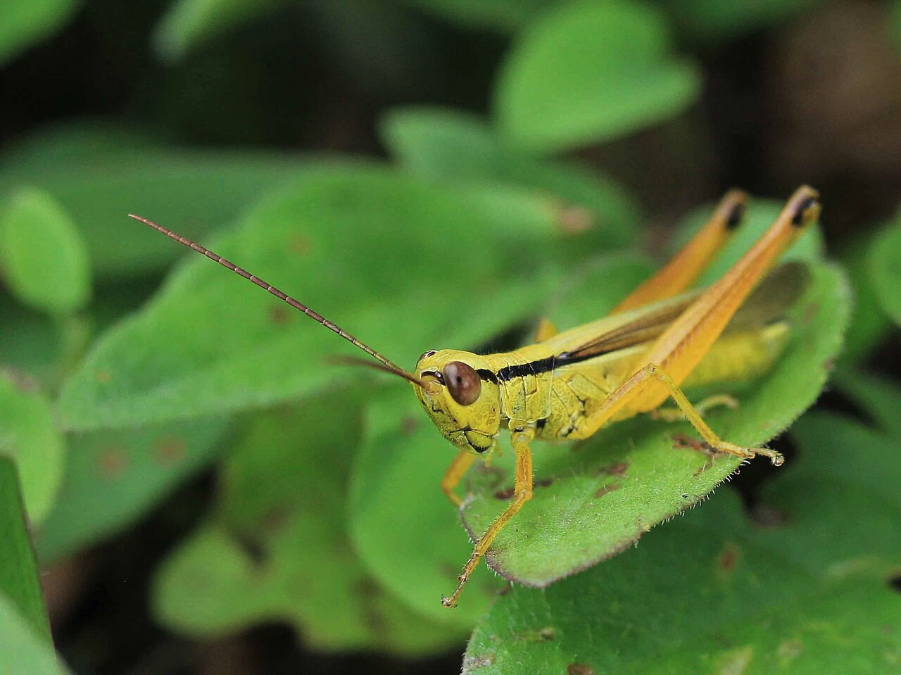 ツチイナゴ コバネイナゴ ハネナガイナゴ こん近のblog