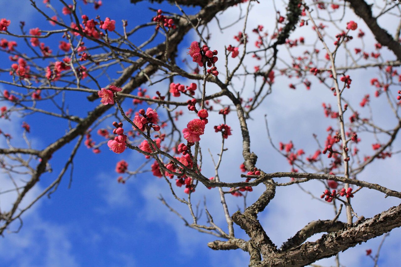 春のあしおと 紅梅 白梅 蝋梅 こん近のblog