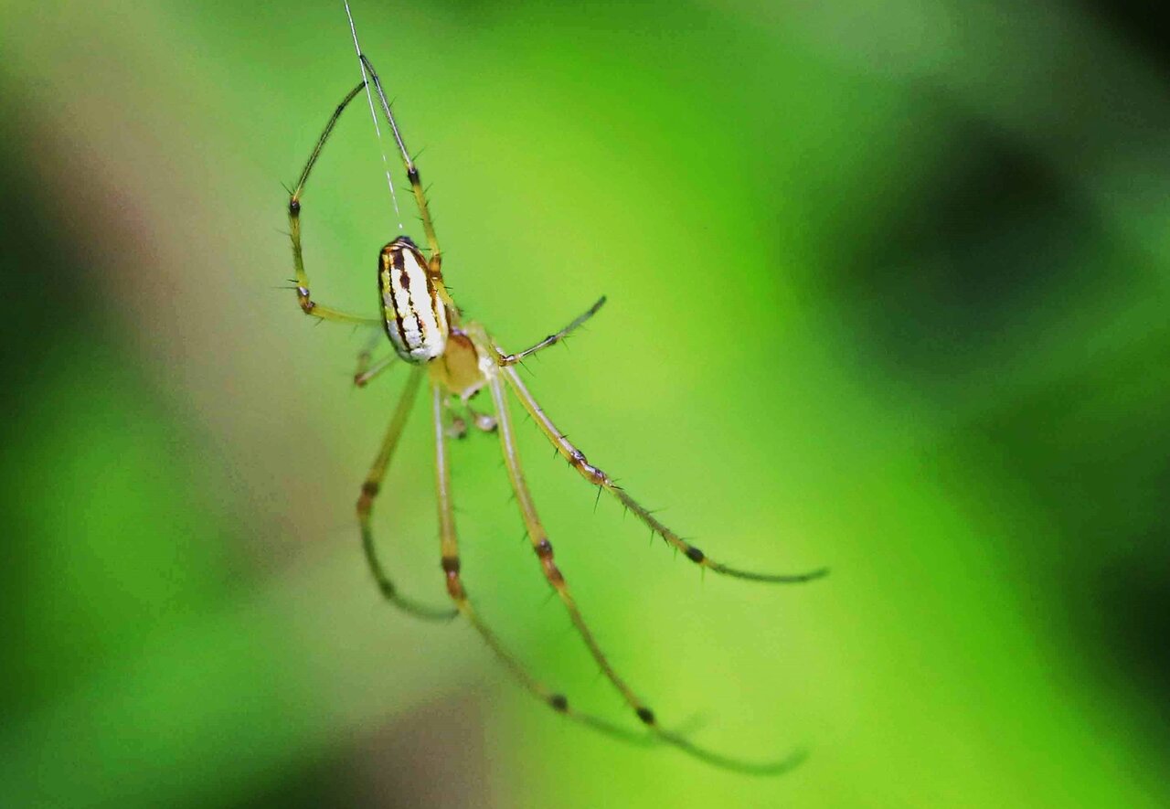 クモの脱皮 チュウガタシロカネグモ : こん近のblog